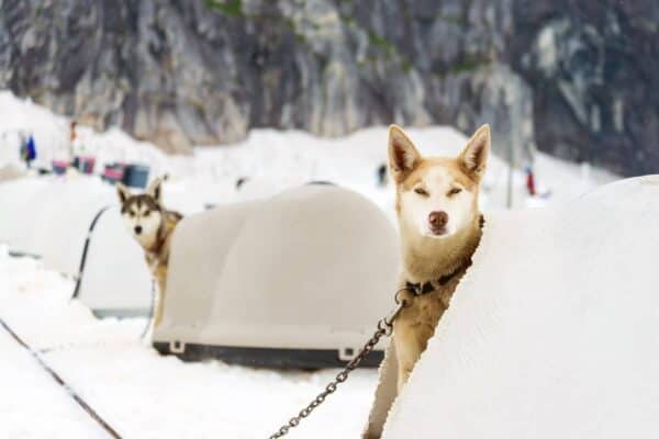 dog igloo house