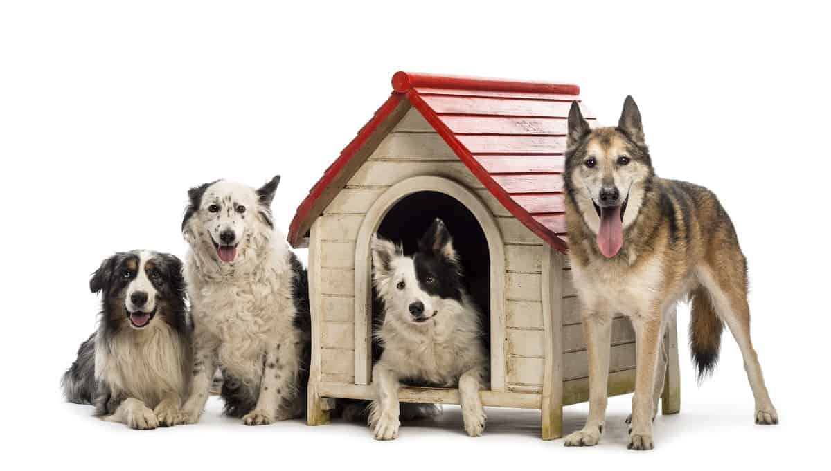 Suncast DH350 Dog House Review - pawscessories.com