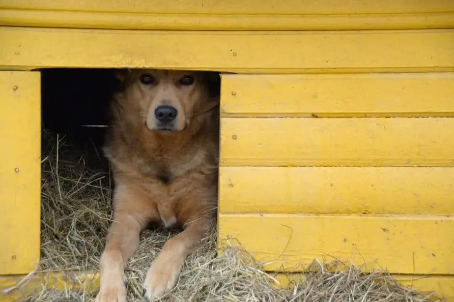 What to Put in a Dog House for Bedding - pawscessories.com