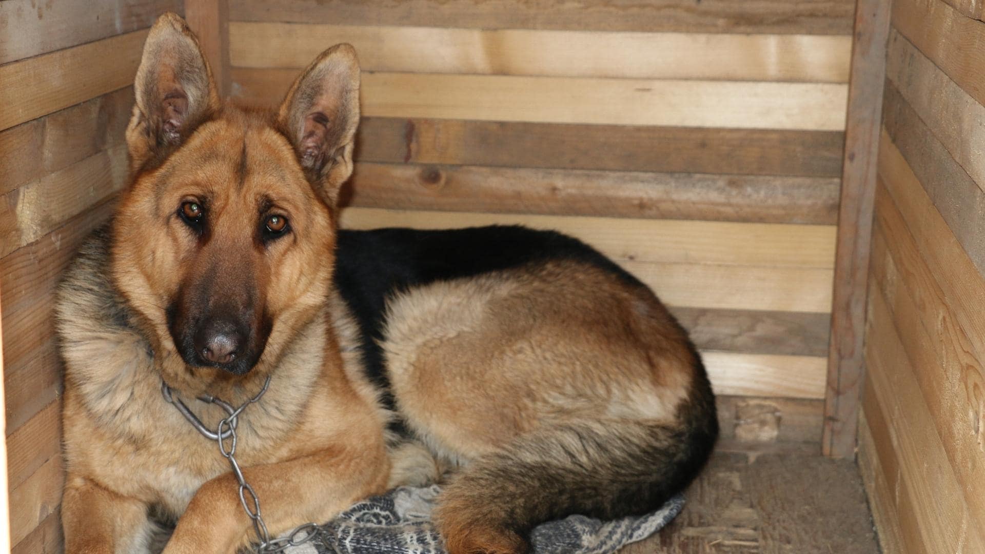 What To Put In A Dog House For Bedding? (8 Bedding Options)