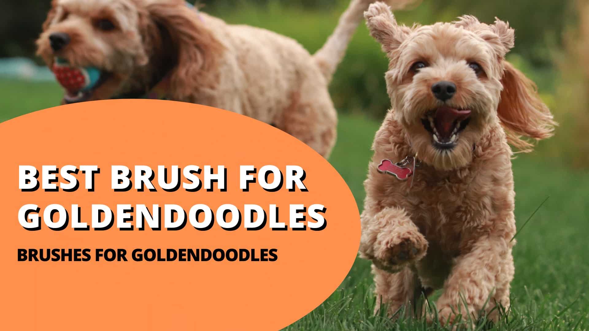 Goldendoodle Grooming Guide: Top 10 Best Brushes