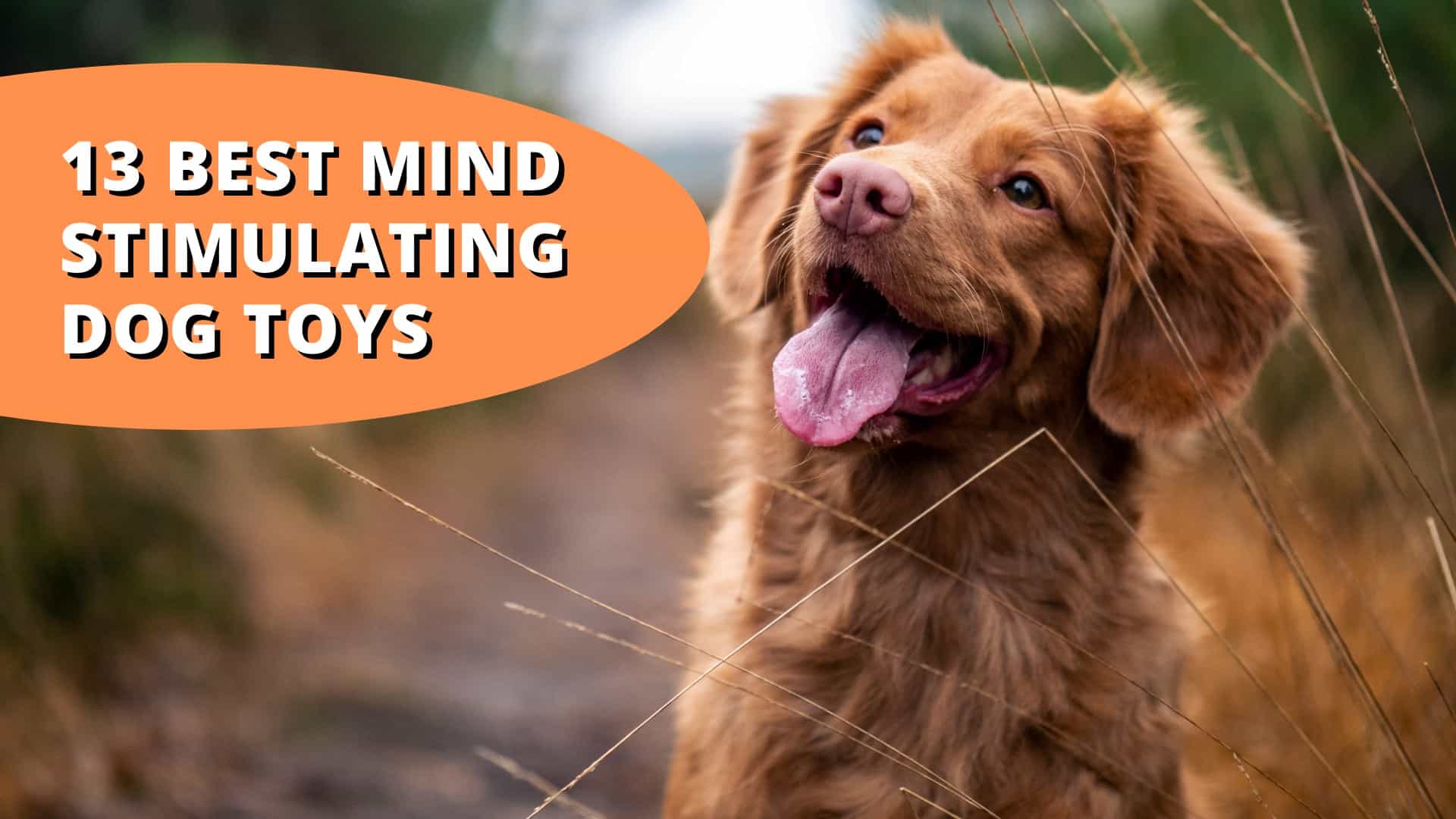 Best mind stimulating dog toys