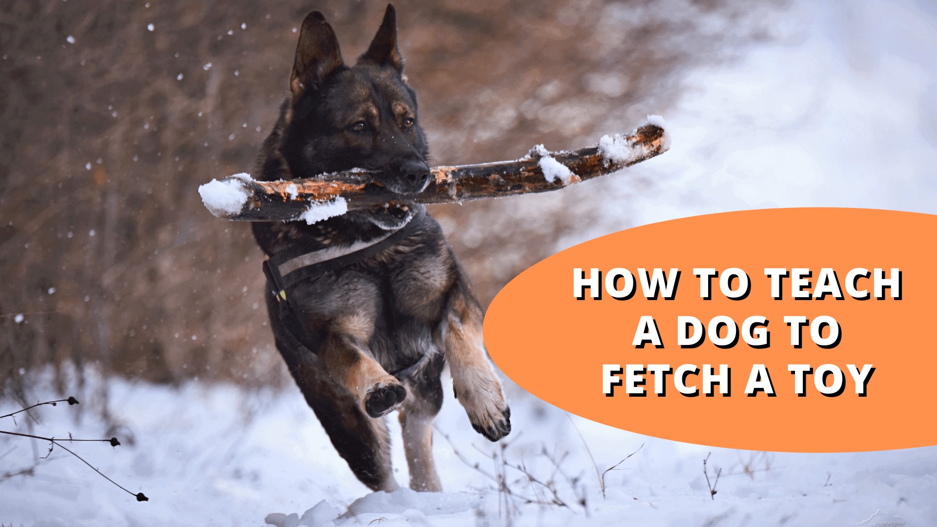 How to Teach a Dog to Fetch a Toy | 6 Simple Steps
