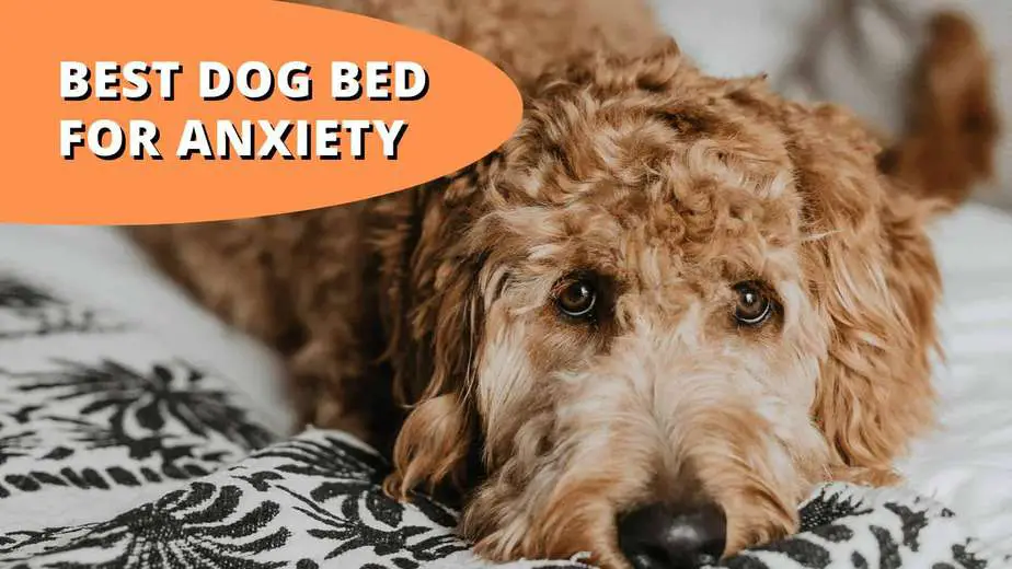 best dog bed for anxiety