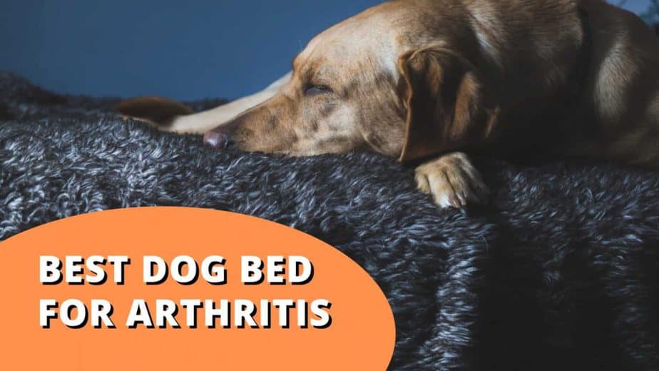 best dog bed for arthritis