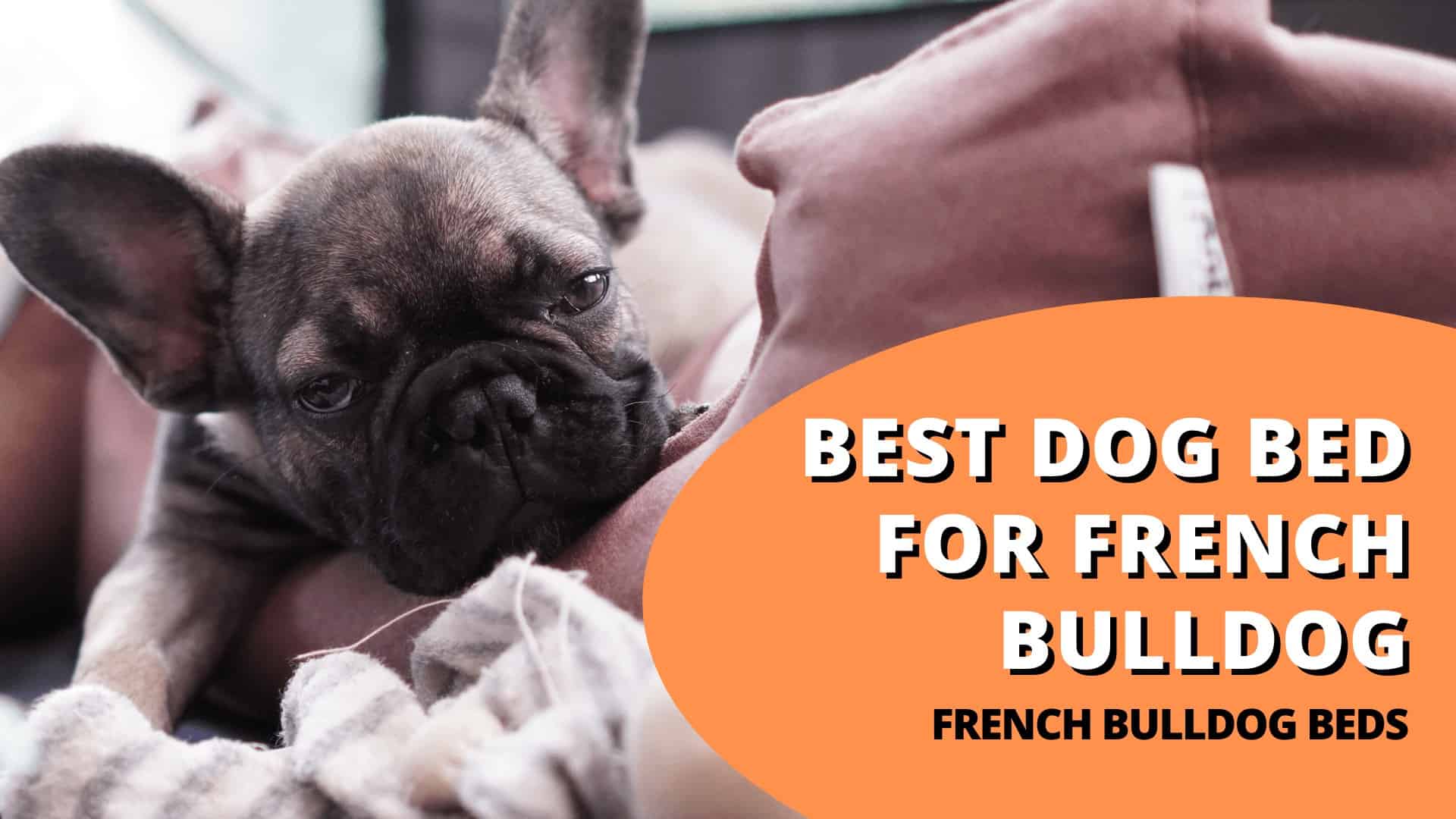 7 Best Dog Beds For French Bulldogs: Frenchie Bed Guide [2022]