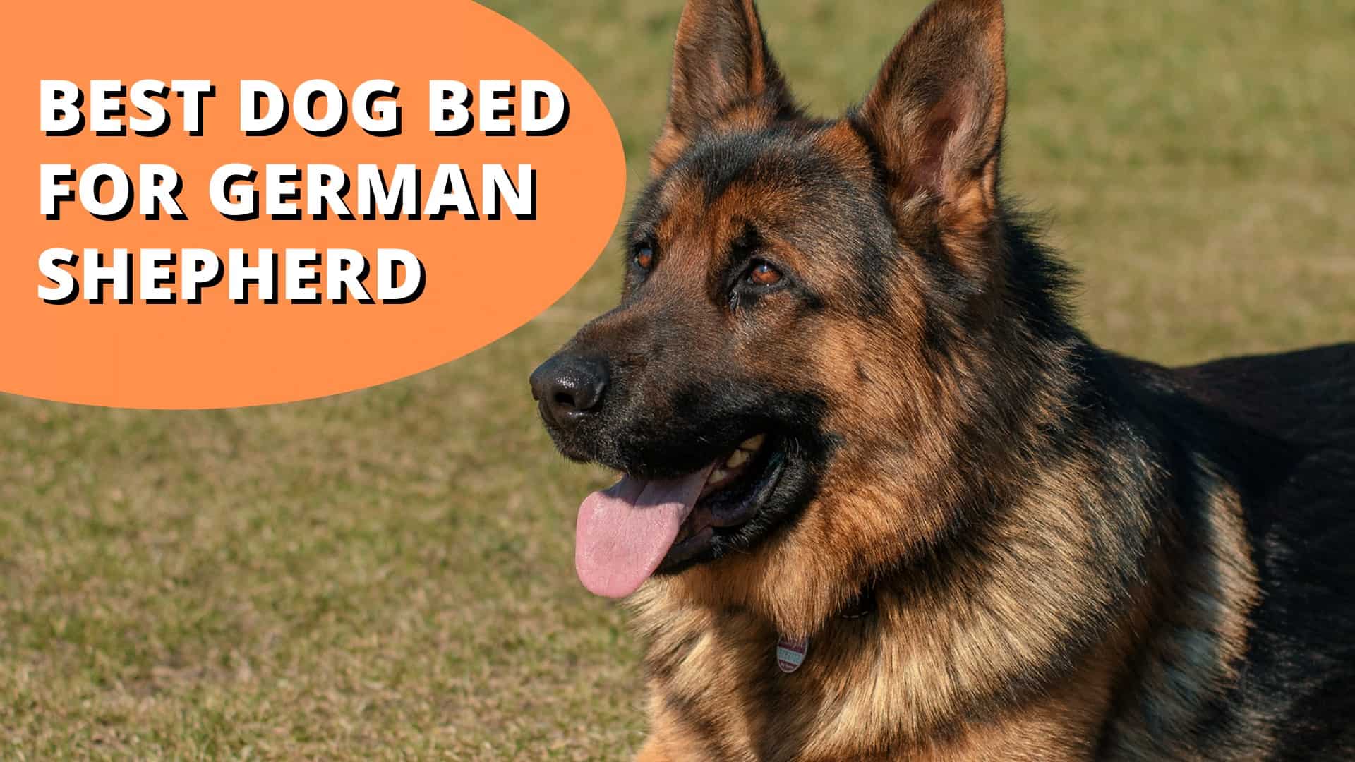 best dog bed for german shepherd