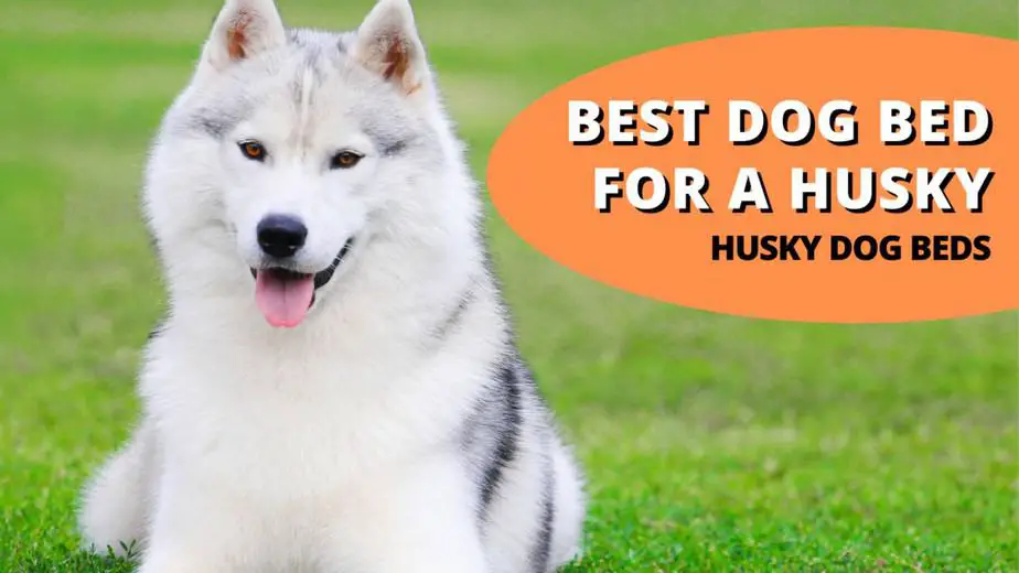 Top 8 Best Dog Beds For Huskies The Best Of The Best