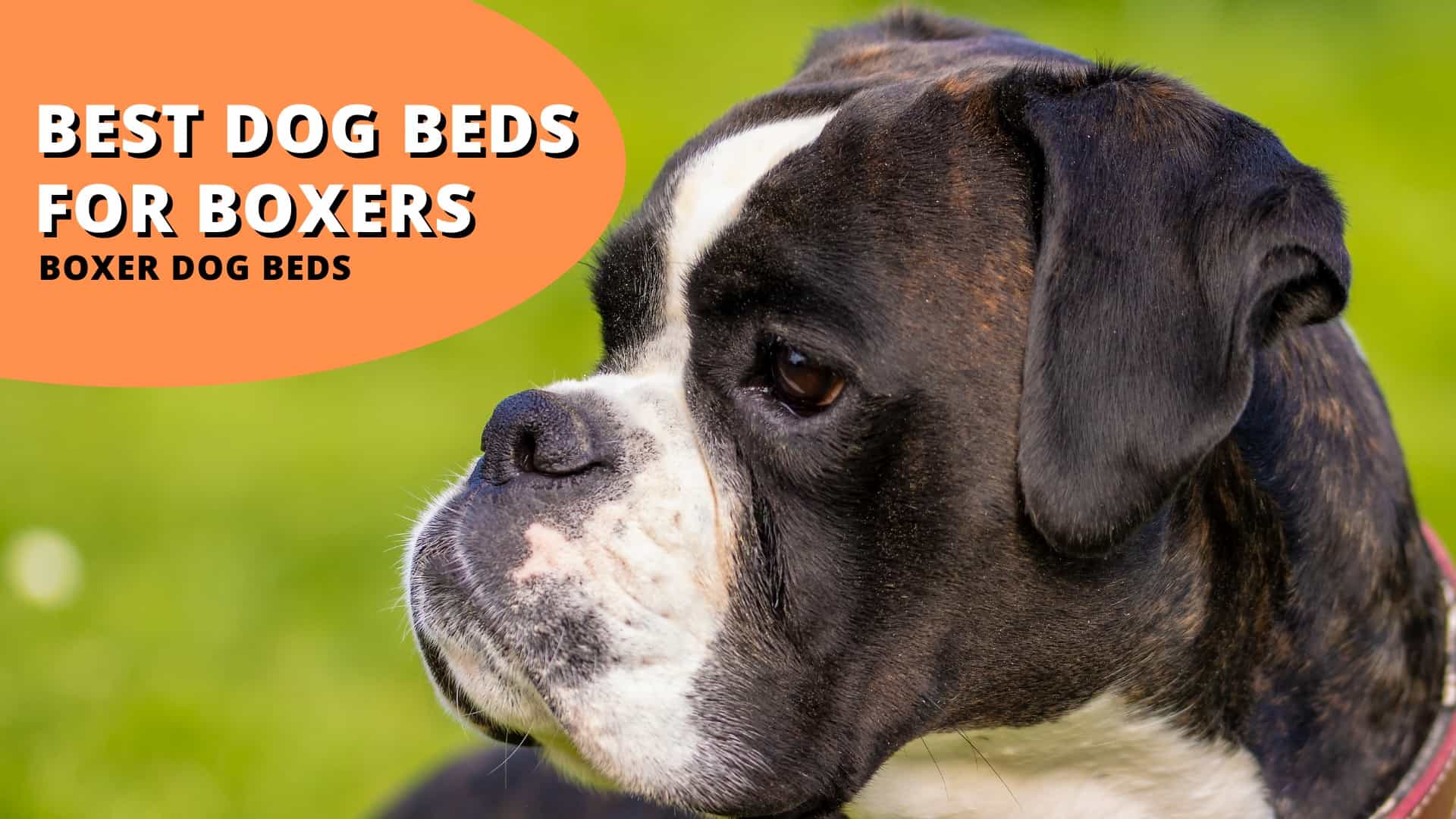 best dog beds for boxers