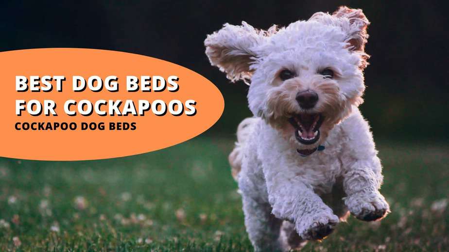 best dog beds for cockapoos