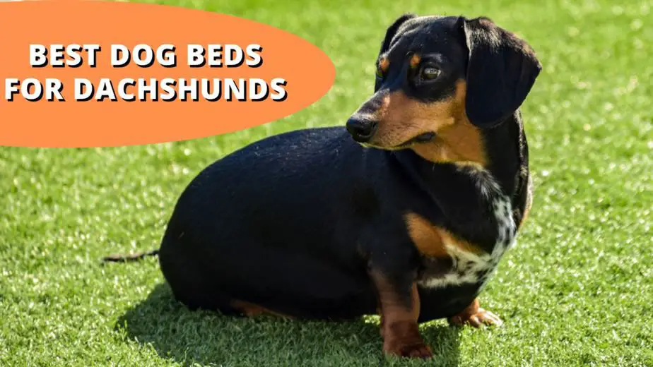 best dog beds for dachshunds