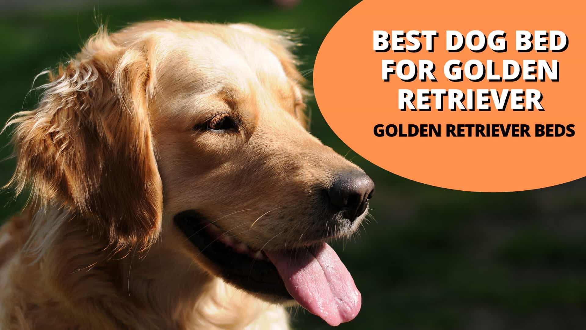 10 Best Dog Beds for Golden Retrievers: Buyer’s Guide