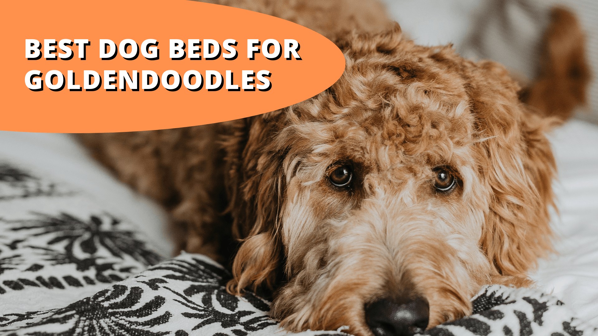 best dog beds for goldendoodles