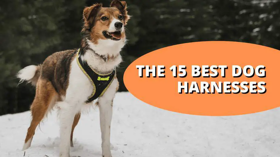 12 Best Harnesses for Australian Shepherds 2022 Review