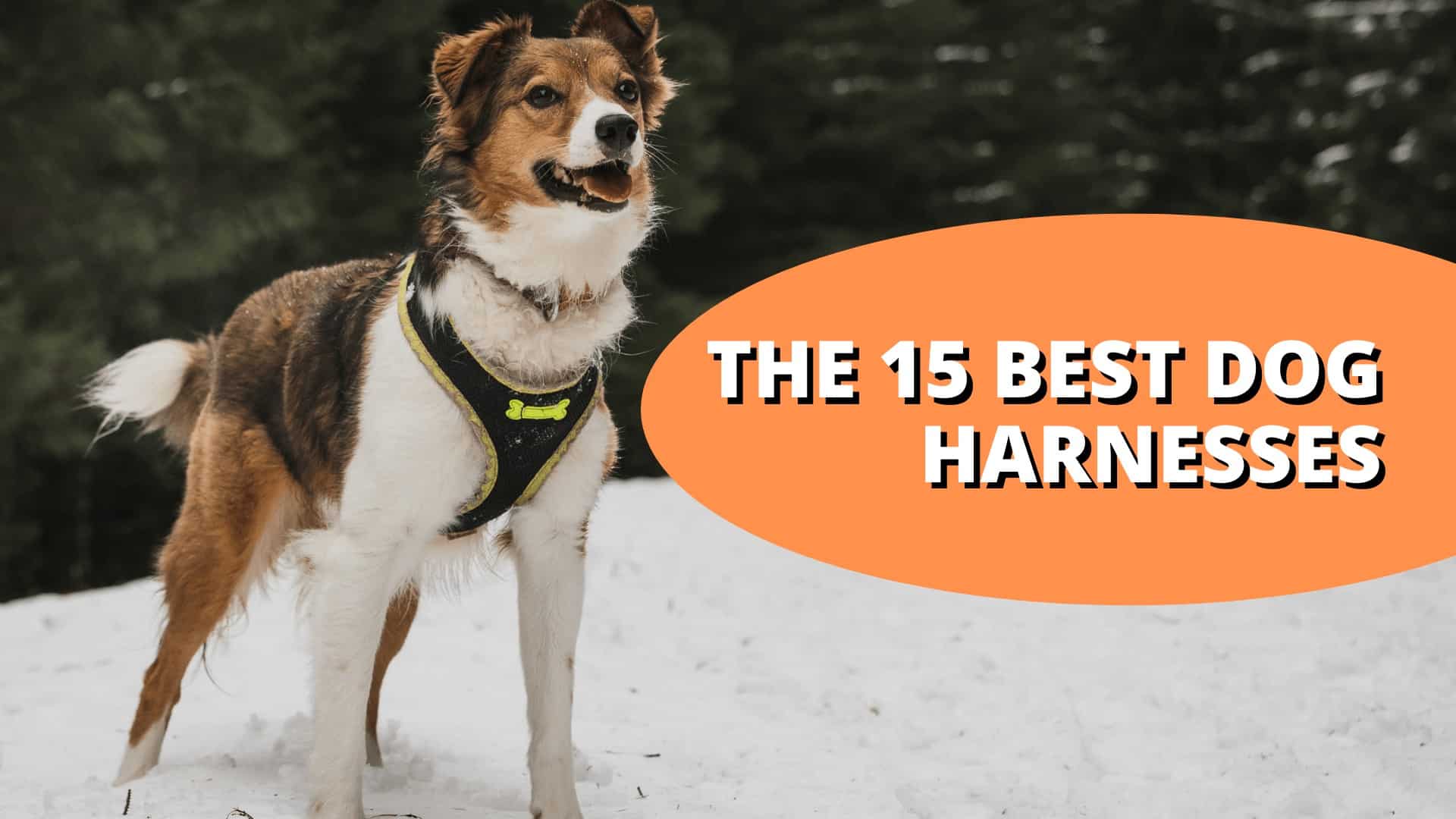Best Dog Harness (Dog-Walking Vests)