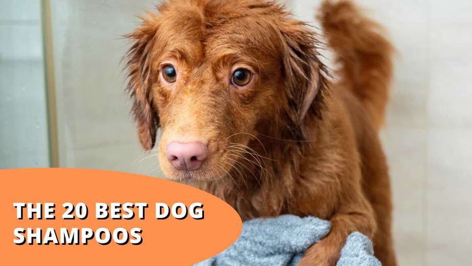 Top 20 Best Dog Shampoos of 2022 | Shiny, Soft & Safe!