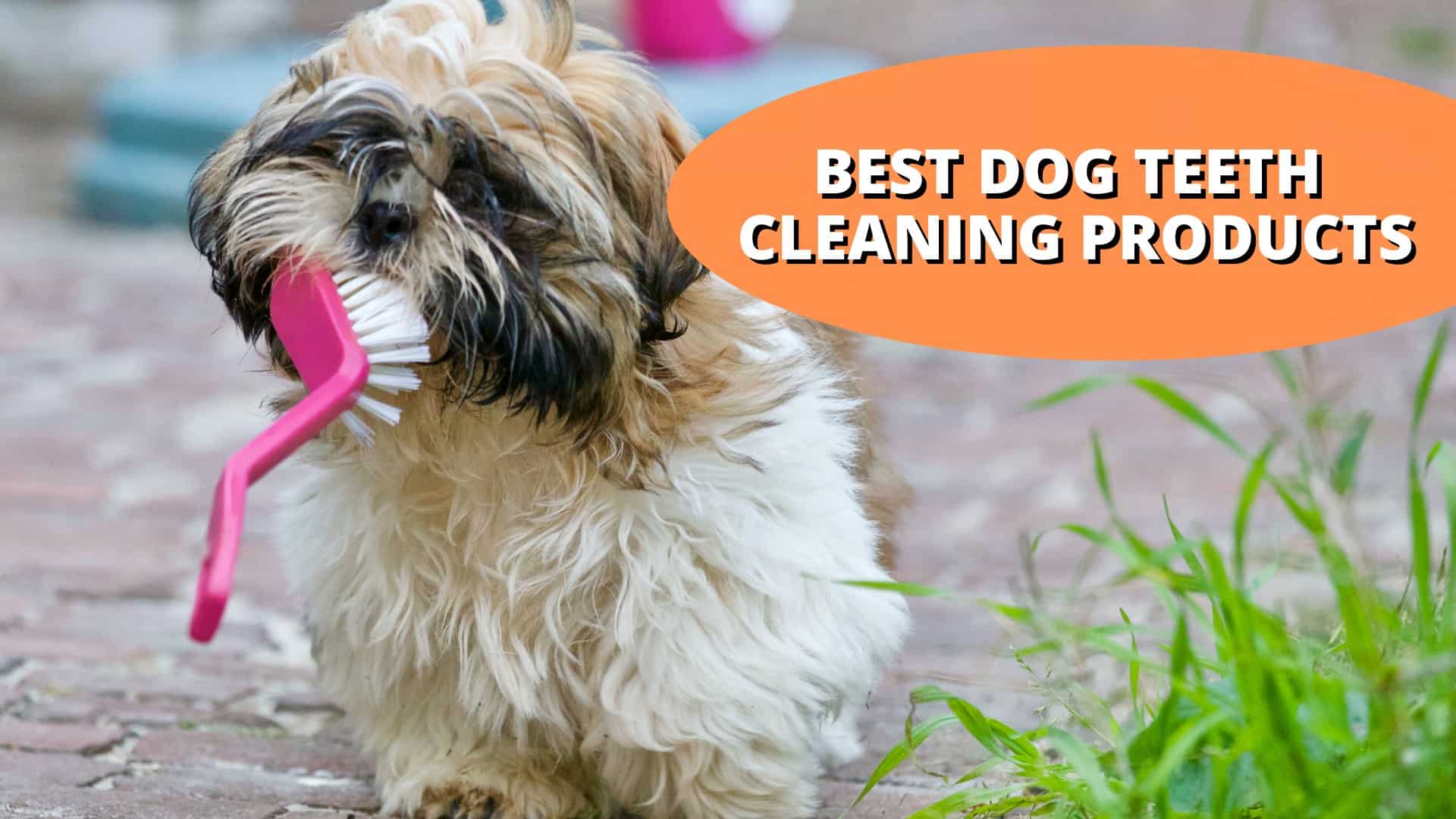 Top 17 Teeth Cleaning Products for Dogs | Best Oral Health