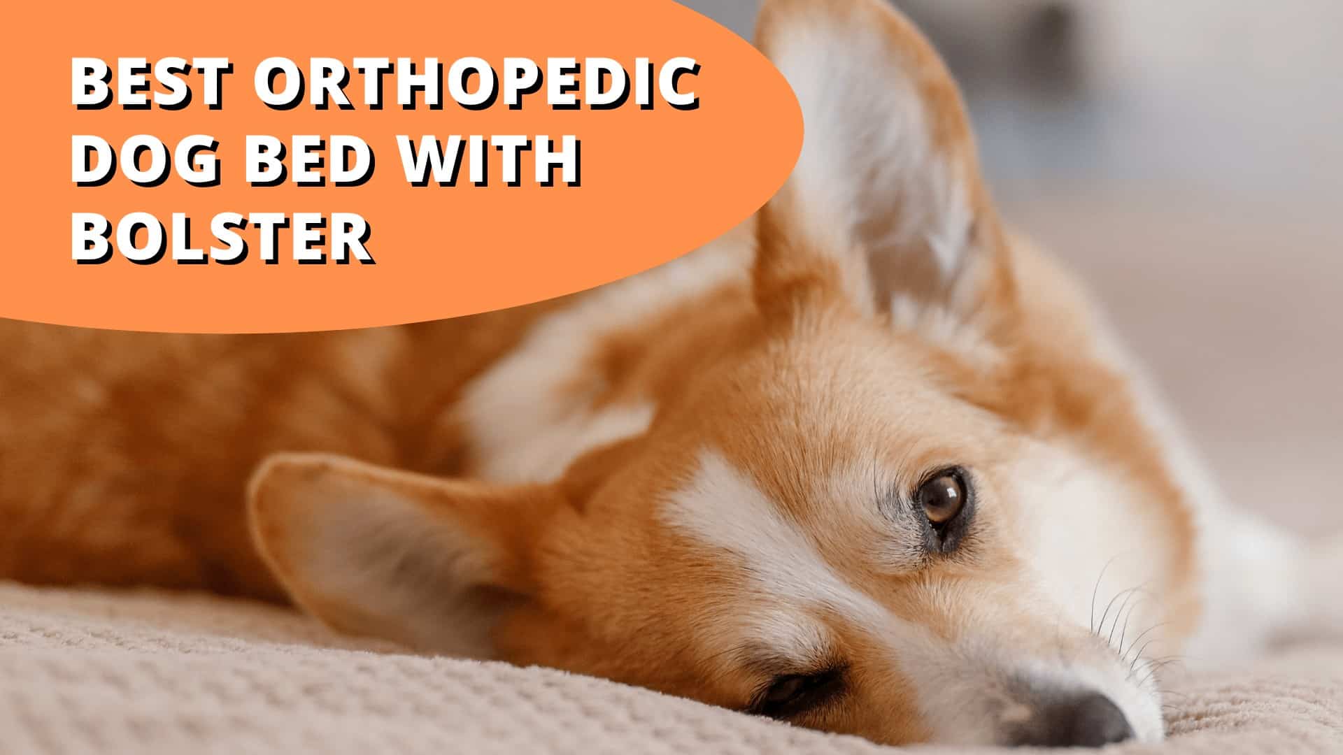 10 Best Orthopedic Dog Beds With A Bolster: Features & Benefits