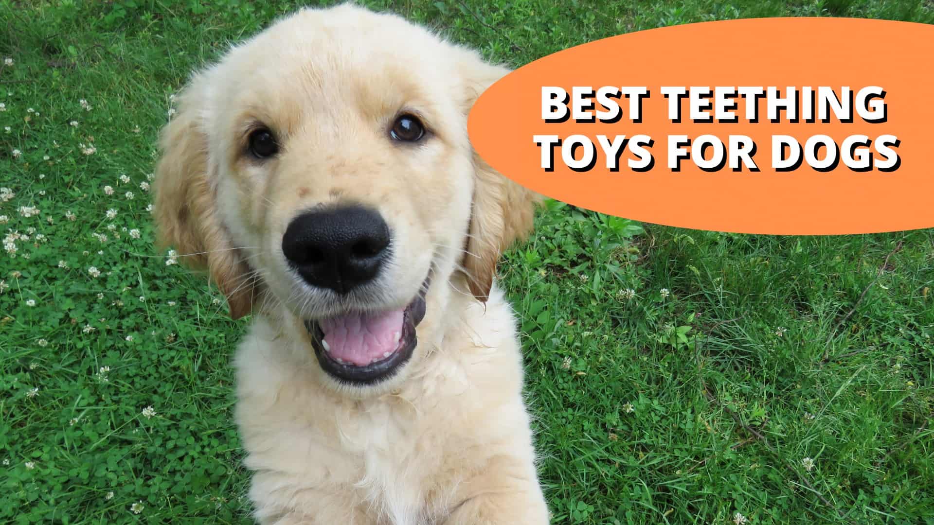 Top 15 Best Toys For Teething Puppies | Definitive List