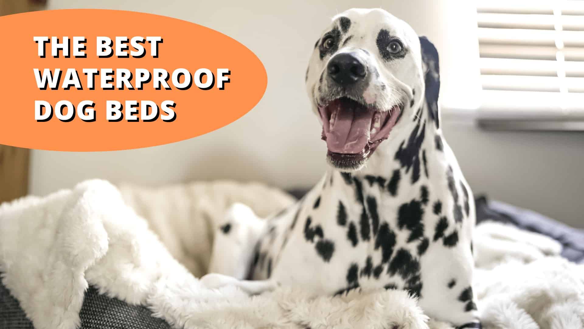 10 Best Waterproof Dog Beds | Accident Resistant Beds