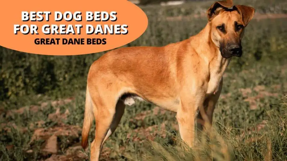 great dane beds