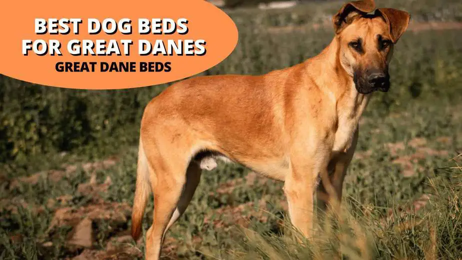 Top 10 Best Great Dane Dog Beds In 2022 | Best Giant Beds