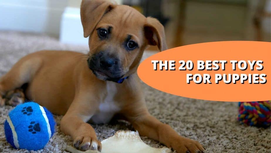 The 20 Best Toys For Puppies In 2022 (113 Analyzed)