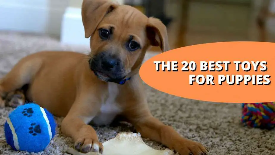 The 20 Best Toys For Puppies (113 Analyzed)