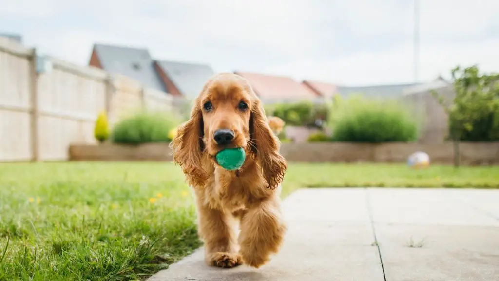 teaching a dog to fetch a toy