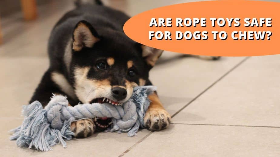 Are rope toys safe for dogs