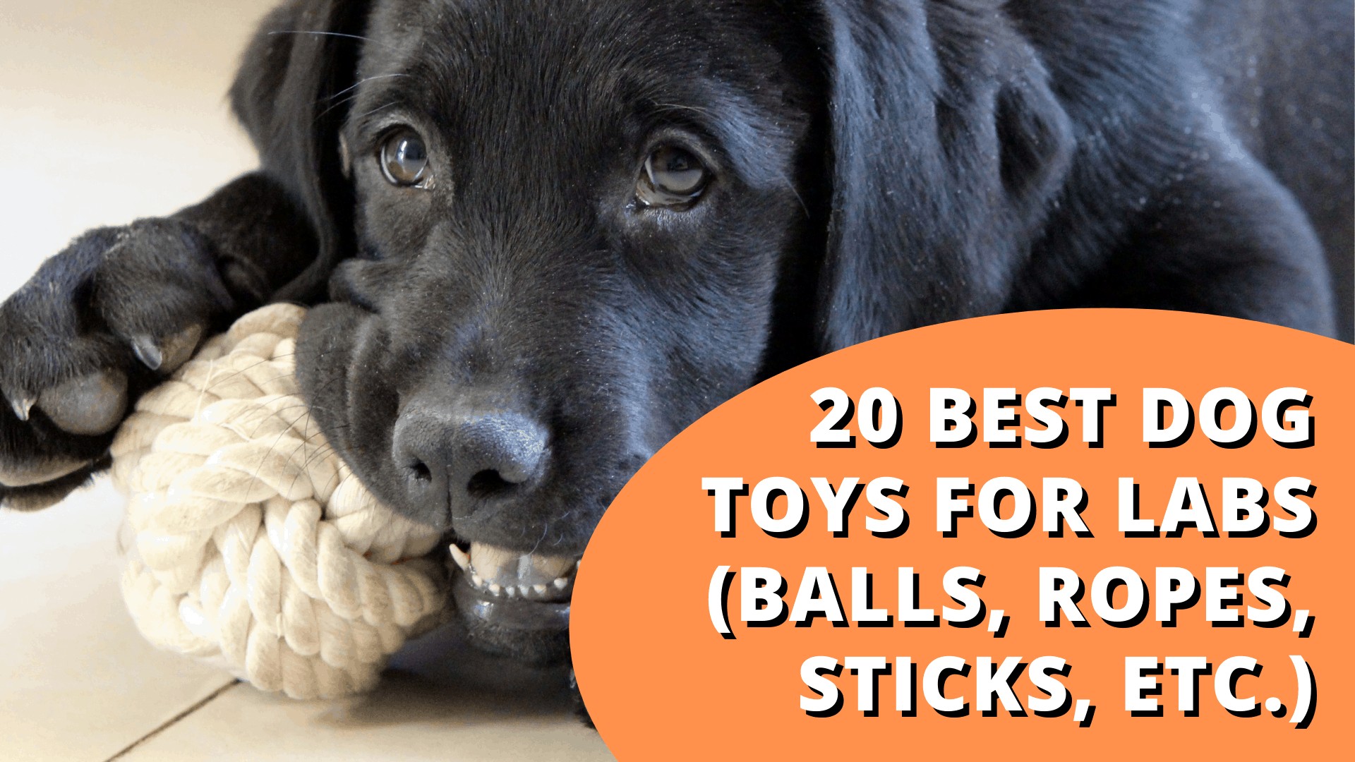 best dog toy for labs