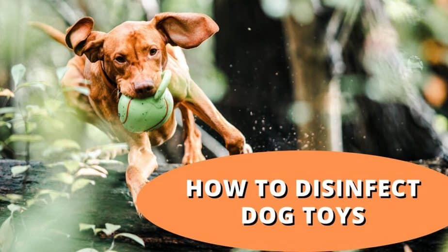 How to disinfect dog toys