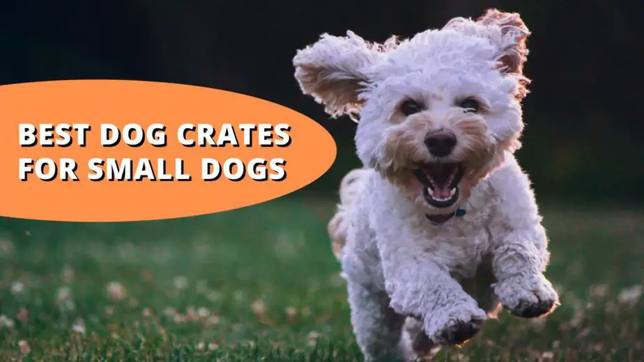 best dog crates for small dogs