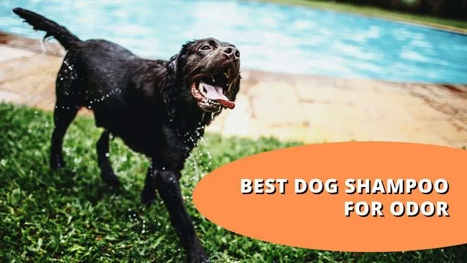 15 Best Dog Shampoos For Odor: Top Picks For Smelly Pups