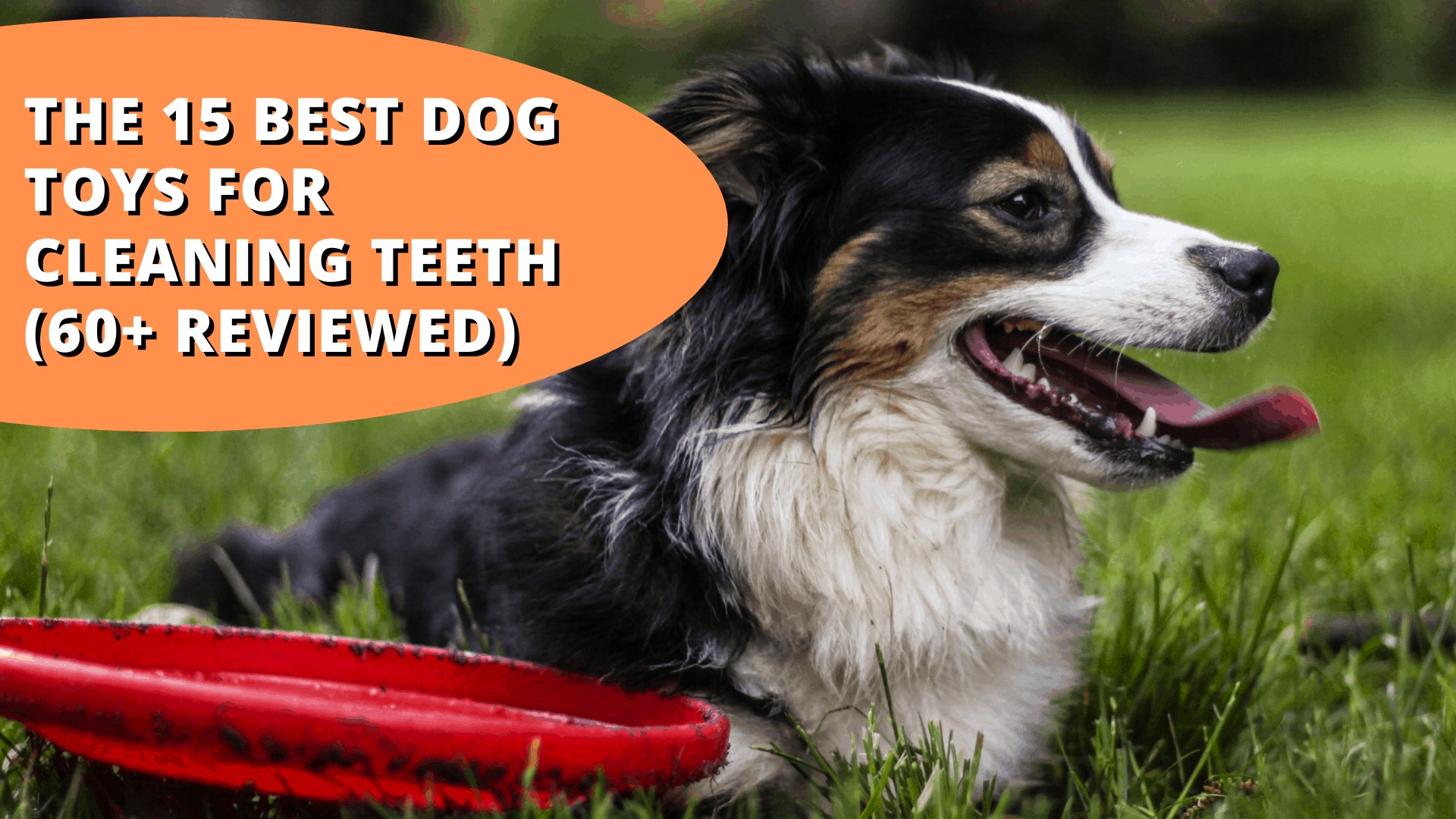 best dog toys for cleaning teeth