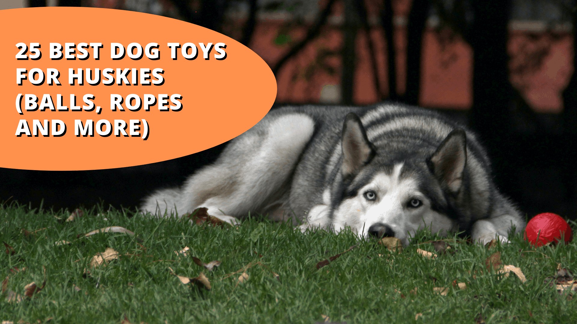 25 Best Dog Toys For Huskies (Balls, Ropes and More!)
