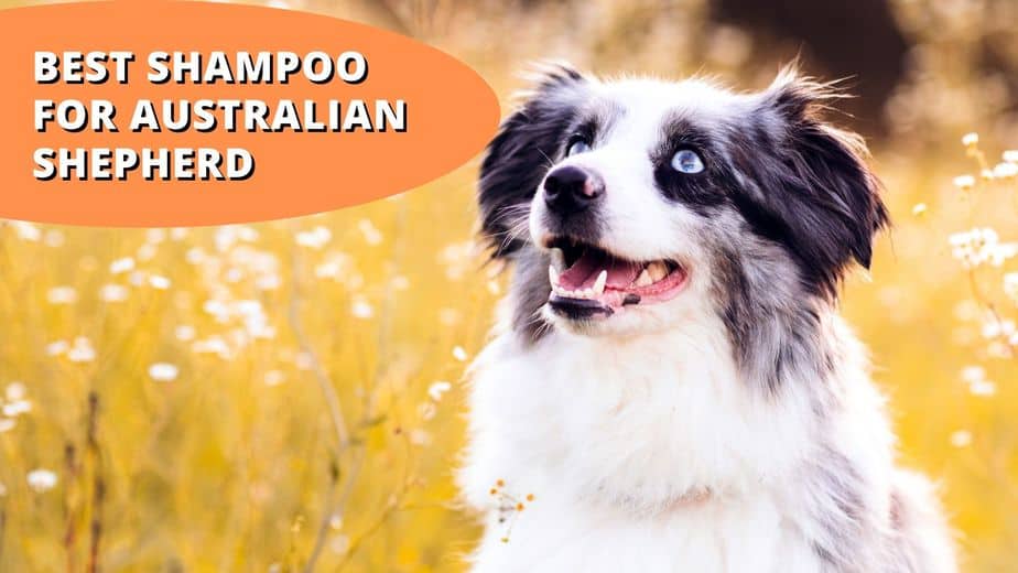 best shampoo for australian shepherd