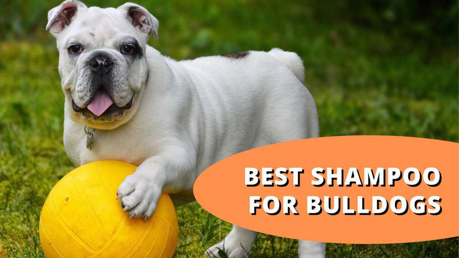 best shampoo for bulldogs