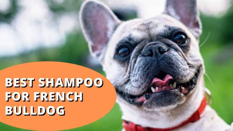 best shampoo for french bulldogs