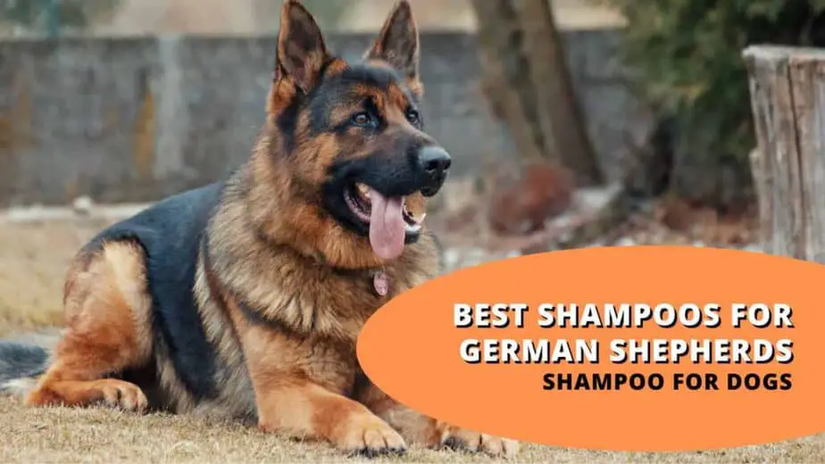 best shampoo for german shepherd