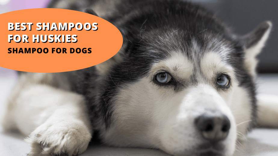 12 Best Dog Shampoos for Huskies A Comprehensive Guide