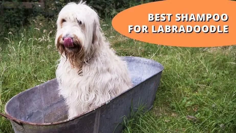 13 Best Labradoodle Shampoos: Deep Dive on Top Brands