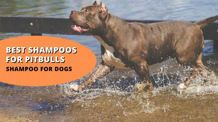 9+ Best Shampoos for Pitbulls [Top Picks in 2022]