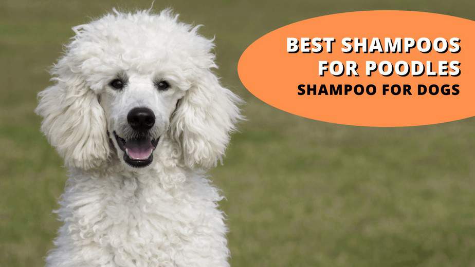 Top 12 Best Dog Shampoos for Poodles The Definitive Guide