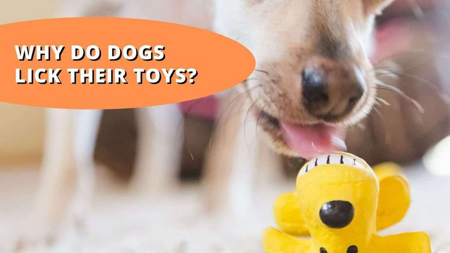 Why Do Dogs Lick Their Toys | Is Something Wrong?