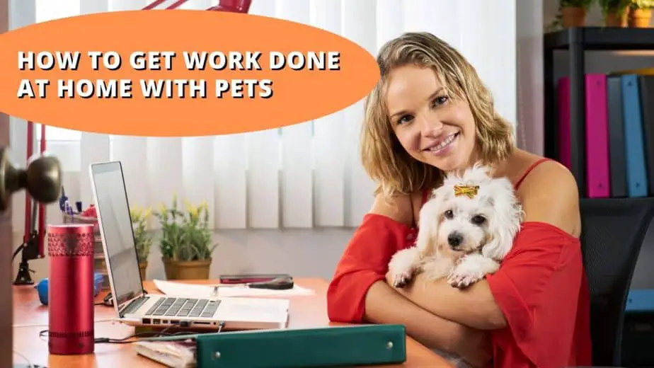 Working At Home With Pets
