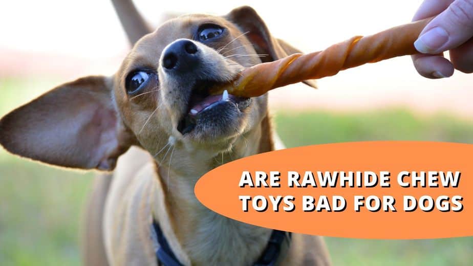 Are Rawhide Chew Toys Bad For Dogs? Risks and Benefits
