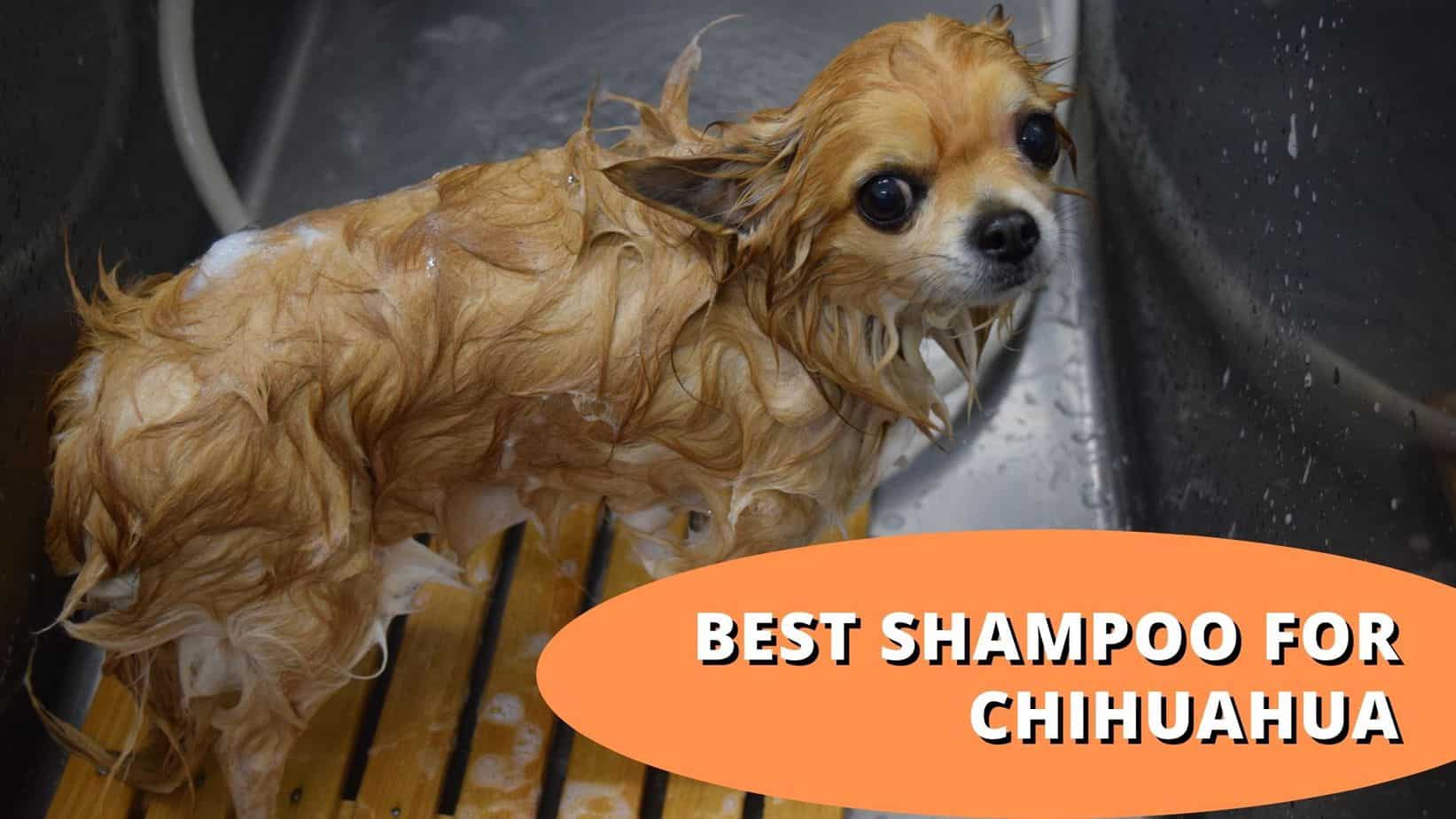 11+ Best Shampoos for Chihuahuas [Top 2022 Picks]
