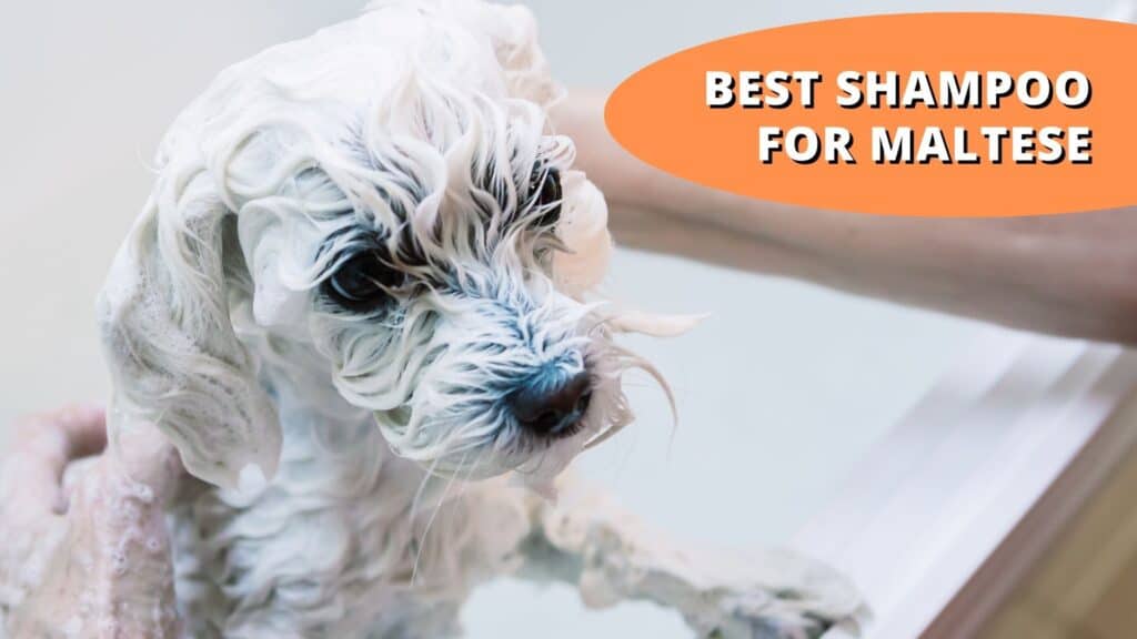 best shampoo for maltese