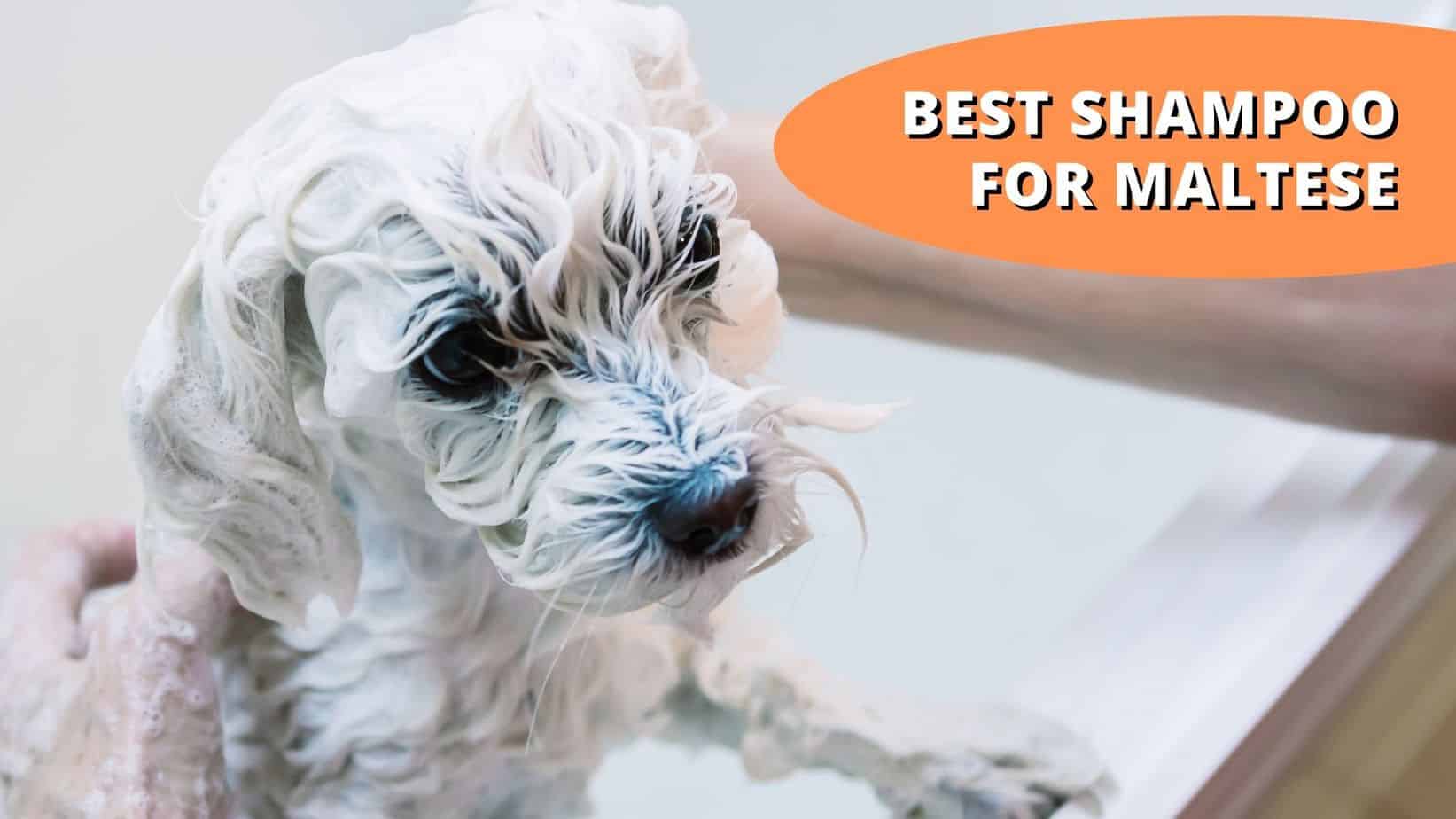 9+ Best Shampoos for Maltese Dogs [Top 2022 Picks]